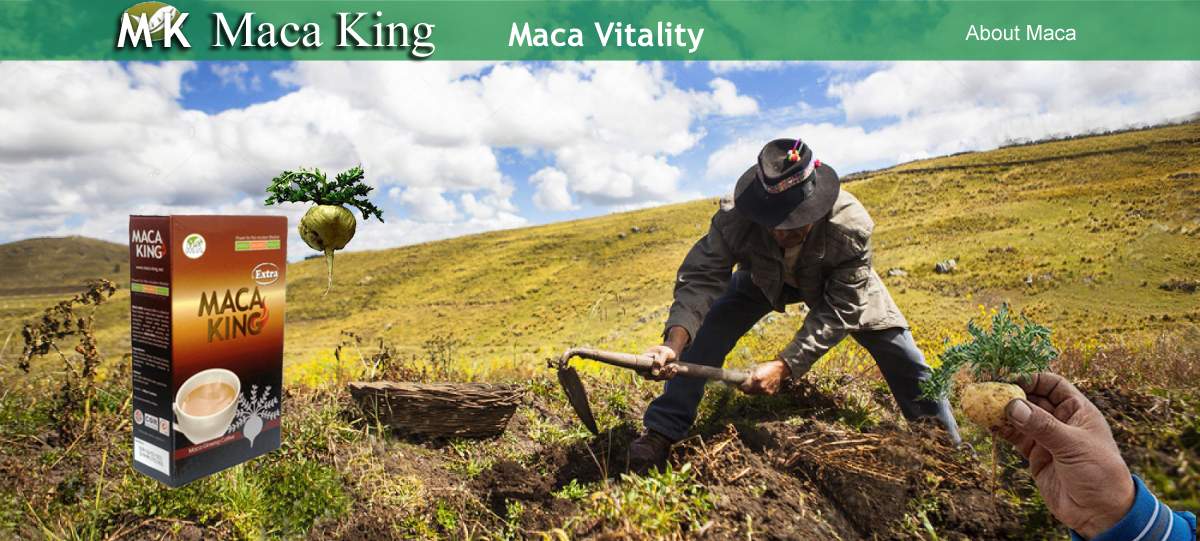 MACA PAGE BANNER