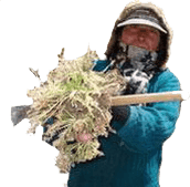 Maca farmer